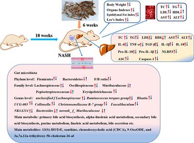 The alleviating effect of Scutellaria amoena extract on the regulation of gut microbiota and its metabolites in NASH rats by inhibiting the NLRP3/ASC/caspase-1 axis